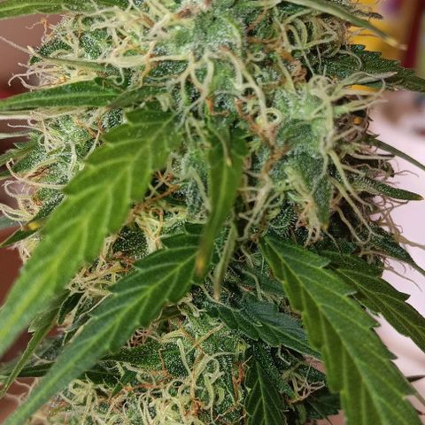 Northern Light Automatic growlog timeline photo