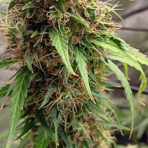Northern Light Automatic growlog timeline photo