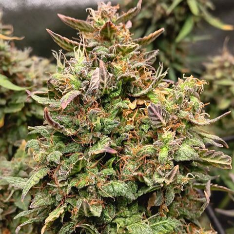 Apple Fritter Automatic growlog timeline photo