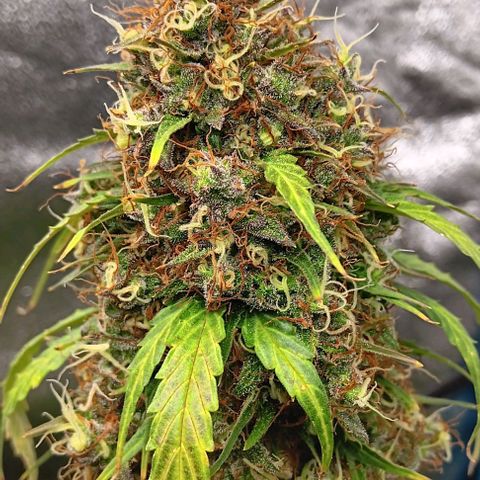 Northern Light Automatic growlog timeline photo