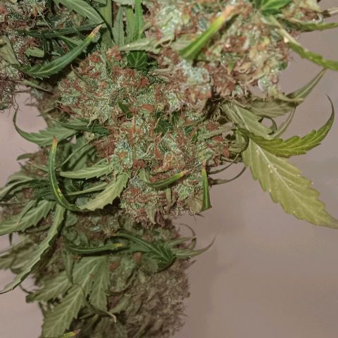 Northern Light Automatic growlog timeline photo