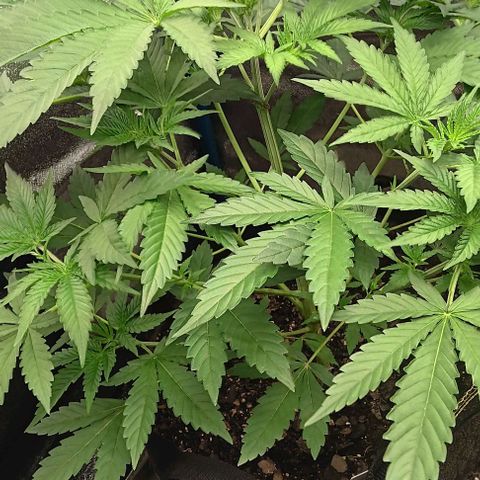 Hyperion growlog timeline photo