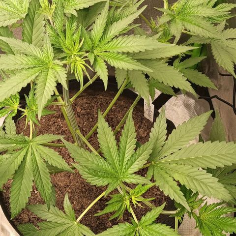 Hyperion growlog timeline photo