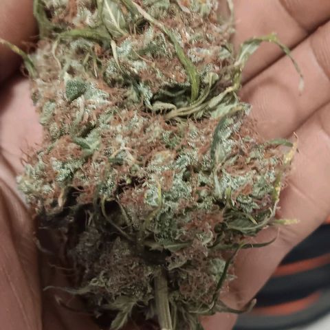 Northern Light Automatic growlog timeline photo