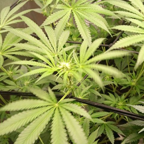 Hyperion growlog timeline photo
