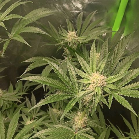 Hyperion growlog timeline photo