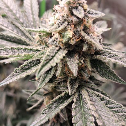 Hyperion growlog timeline photo
