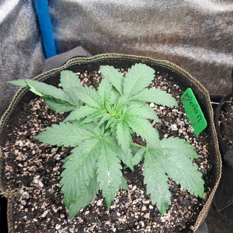 Hyperion growlog timeline photo