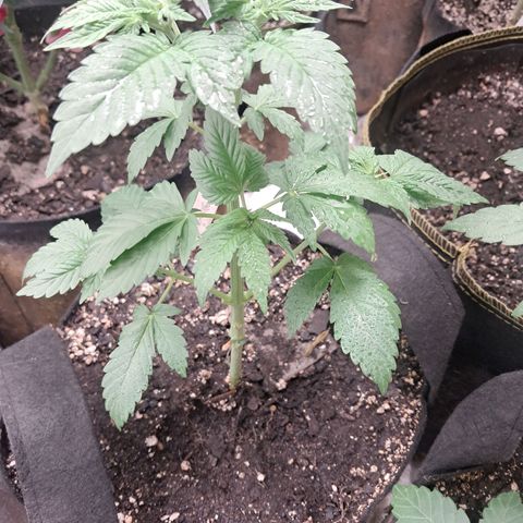 O.G. Kush growlog timeline photo