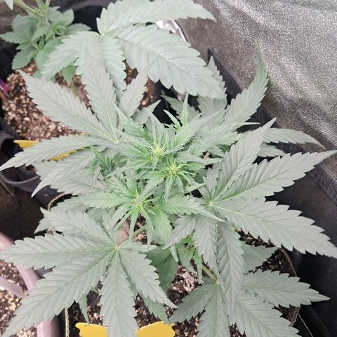 Hyperion growlog timeline photo