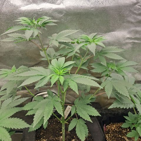 O.G. Kush growlog timeline photo