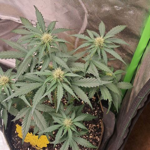 Hyperion growlog timeline photo