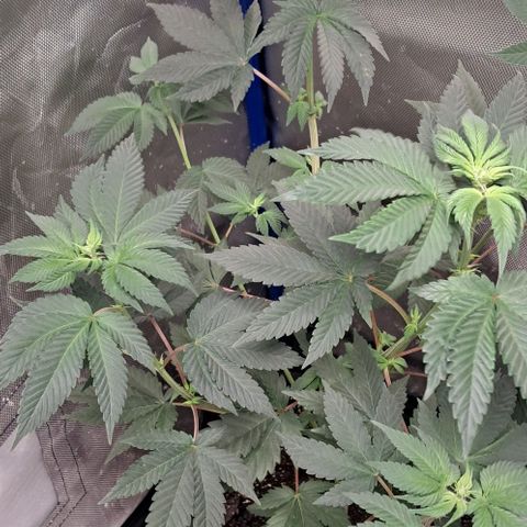 O.G. Kush growlog timeline photo