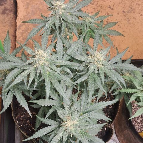 Hyperion growlog timeline photo