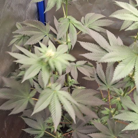 O.G. Kush growlog timeline photo