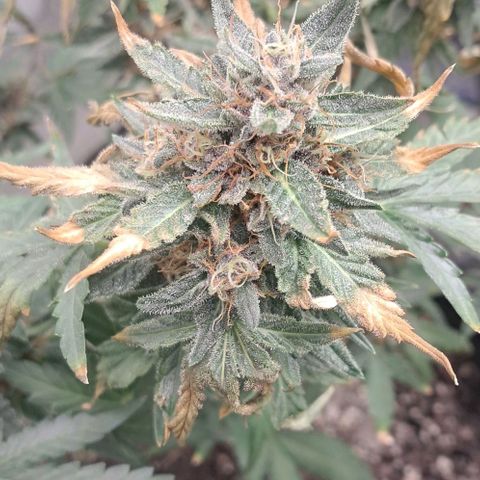Hyperion growlog timeline photo