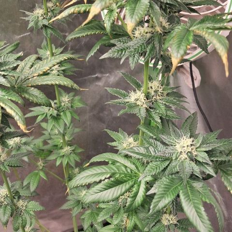 O.G. Kush growlog timeline photo