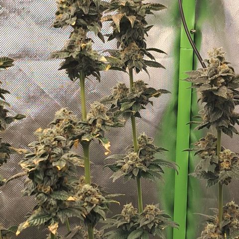 O.G. Kush growlog timeline photo