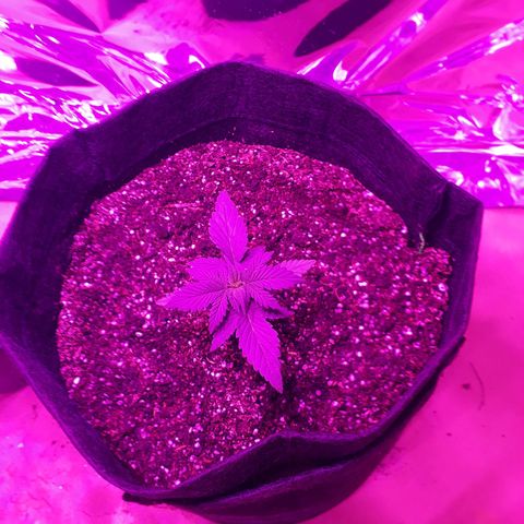 Moha ram automática  growlog timeline photo
