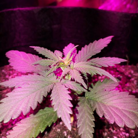 Moha ram automática  growlog timeline photo