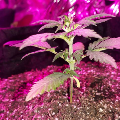 Moha ram automática  growlog timeline photo