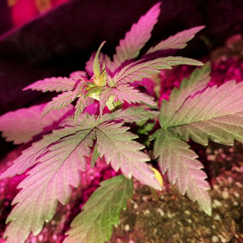 Moha ram automática  growlog timeline photo