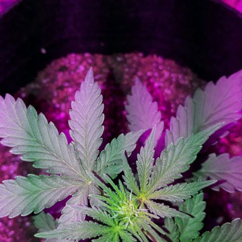 Moha ram automática  growlog timeline photo