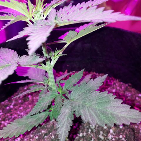Moha ram automática  growlog timeline photo