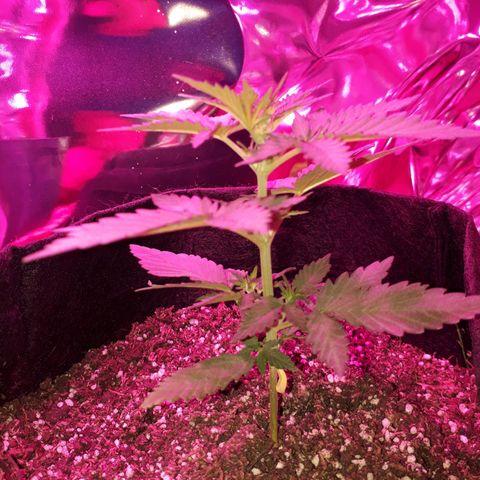 Moha ram automática  growlog timeline photo