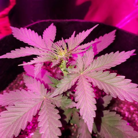 Moha ram automática  growlog timeline photo