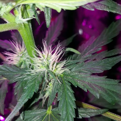 Moha ram automática  growlog timeline photo