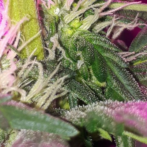 Moha ram automática  growlog timeline photo
