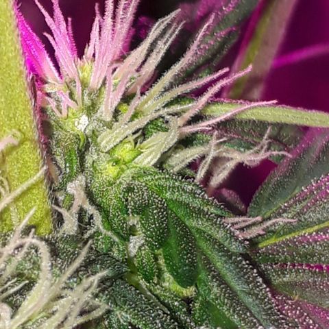 Moha ram automática  growlog timeline photo