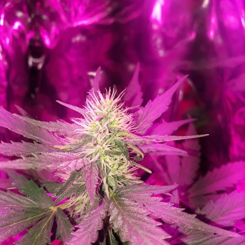 Moha ram automática  growlog timeline photo