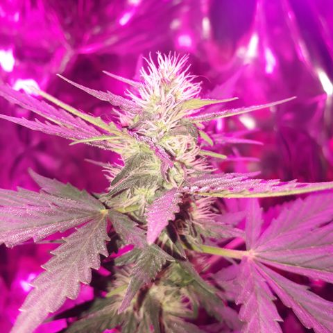 Moha ram automática  growlog timeline photo