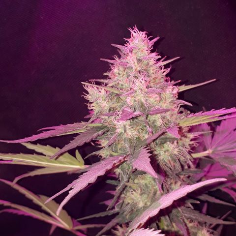 Moha ram automática  growlog timeline photo