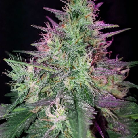 Moha ram automática  growlog timeline photo