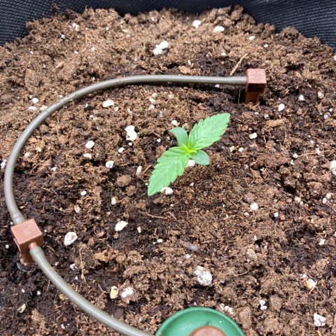 Wazilah growlog timeline photo