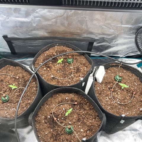 Wazilah growlog timeline photo