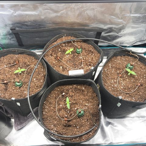 Wazilah growlog photo: Cro+5