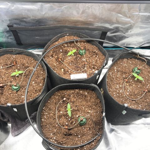 Wazilah growlog timeline photo