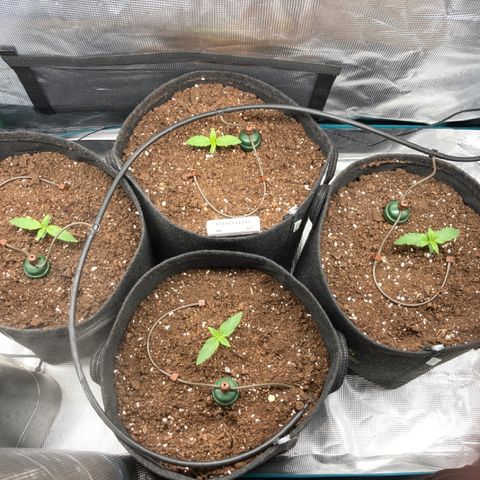 Wazilah growlog photo: Cro+7