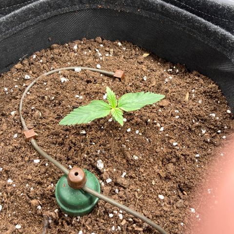 Wazilah growlog timeline photo