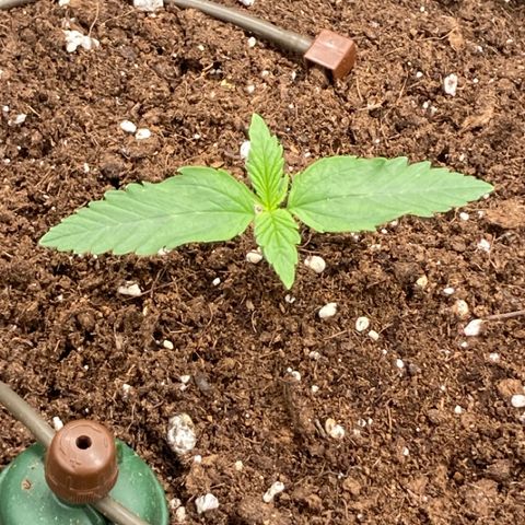 Wazilah growlog timeline photo
