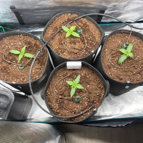 Wazilah growlog photo: Cro+9