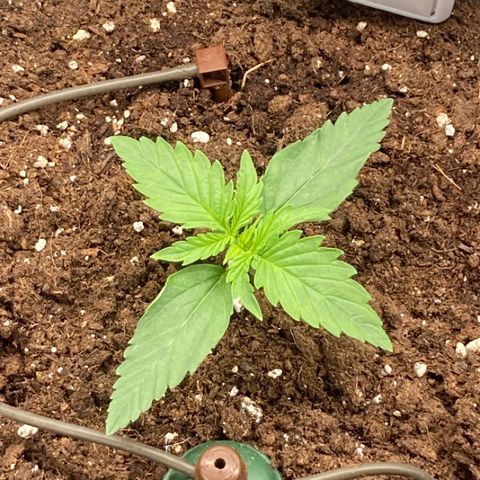 Wazilah growlog timeline photo