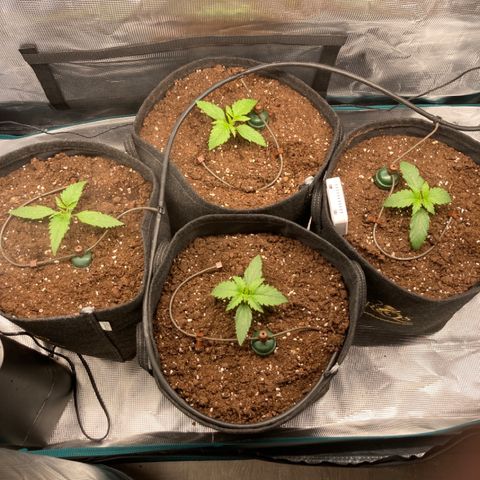 Wazilah growlog photo: Cro+10