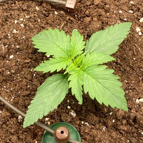 Wazilah growlog timeline photo
