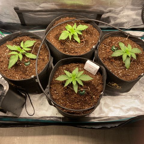 Wazilah growlog photo: Cro+12