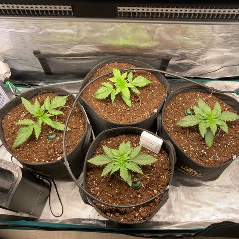 Wazilah growlog photo: Cro+13